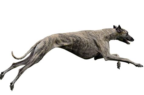 Meet the Fastest Greyhound Dog Ever Recorded - A-Z Animals