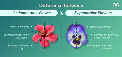 Difference between Actinomorphic and Zygomorphic Flowers - GeeksforGeeks