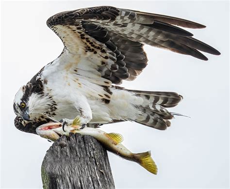 Almost had the Osprey landing | I'm sure if I were a little … | Flickr