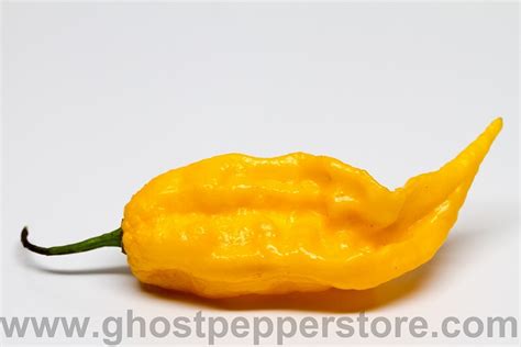 Fresh Yellow Ghost Peppers 4 oz -FreshGPY4oz