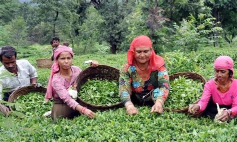 Himachal Pradesh's Kangra tea gets European GI tag