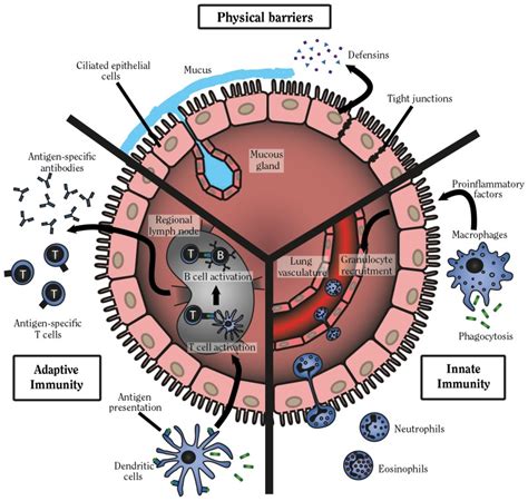 Figure 10.5, Diagram of innate and adaptive immunity - The Health ...