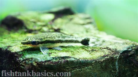 Otocinclus Catfish Care, Size, Food Guide - Video (2020 UPDATE)