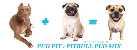 THE PUG PIT: A Pug PitBull Mix Breed — ILLUSTRATION