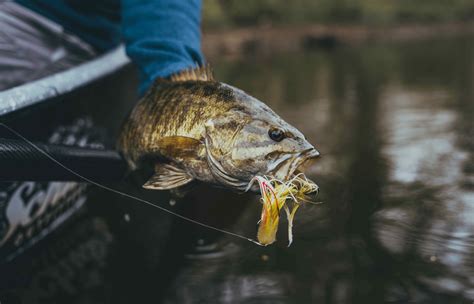 Beginners Guide to Fly Fishing for Bass - Flylords Mag