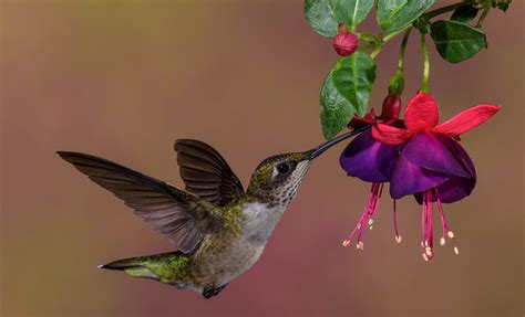 Hummingbird Feeders And The Six Steps To Hand Feeding Hummingbirds ...