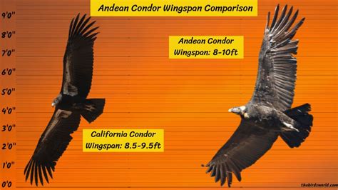 Andean Condor Size: How Does It Compare To Others?