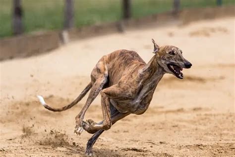 8 Fun Facts About the Fastest Dog - Greyhound