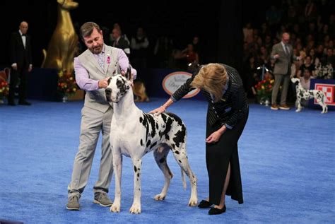 Stache the Sealyham terrier wins the National Dog Show | Health News ...