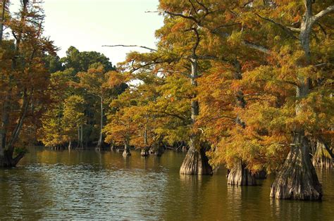 Wears Valley Fall Foliage Draws Groups to the Smoky Mountains