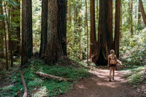 Visiting Portola Redwoods State Park On The Central Coast