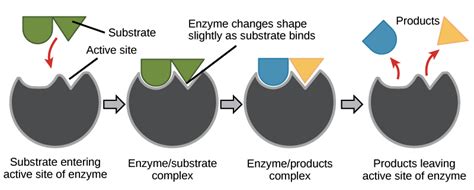 Enzyme Diagram Labeled