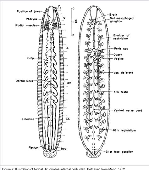 Hirudinea Leech Anatomy