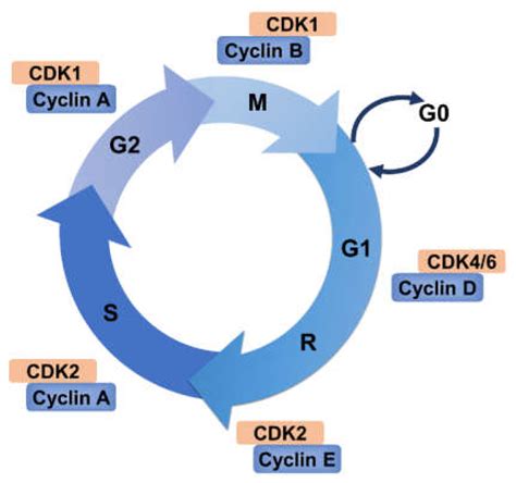 18 Astonishing Facts About Cell Cycle Regulation In Cancer - Facts.net