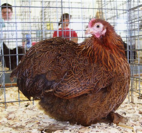 Partridge Cochin Bantam - Chicks for Sale | Cackle Hatchery