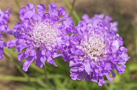 Scabiosa 'butterfly Blue' Flowers Photograph by Ann Pickford - Pixels