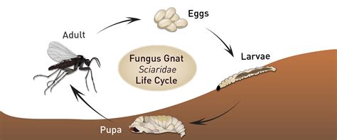 Fungus gnats - BioBee USA