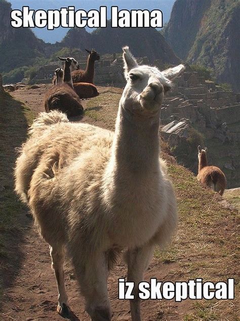 funny memes | Funny llama, Funny animal memes, Alpaca funny