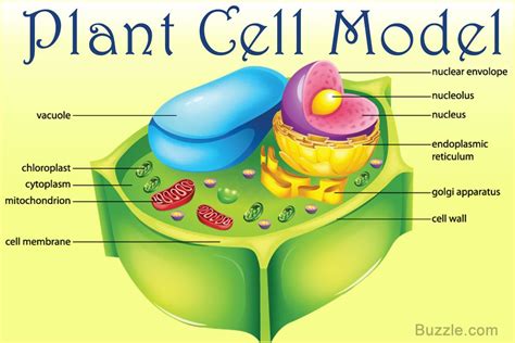 Image result for plant cell | Plant cell model, Cell model, Plant cell ...