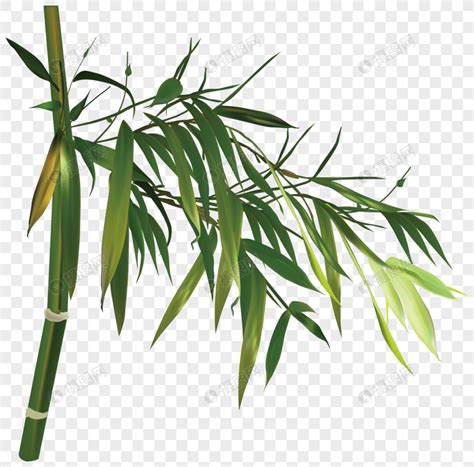 Green bamboo leaf vector png image_picture free download 400311012 ...