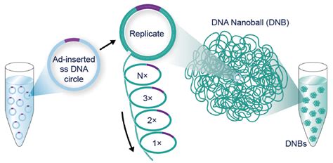 MGI sequencing platforms: High-throughput gene sequencers, DNBSEQ ...