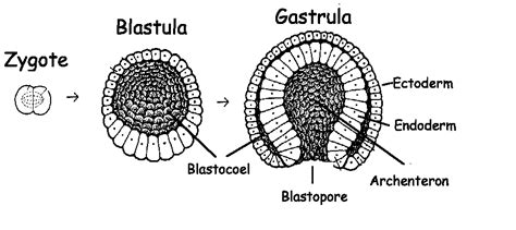 Gastrula Diagram