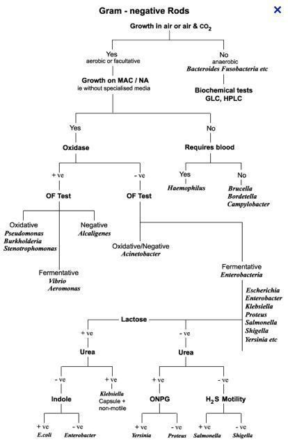 Gram Negative Rod Bacteria | Medical laboratory scientist, Medical lab ...