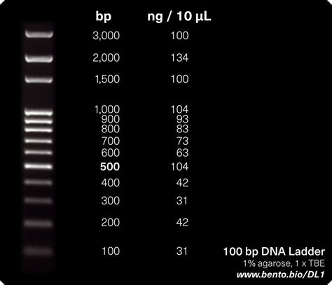 100 bp DNA Ladder | Bento Lab