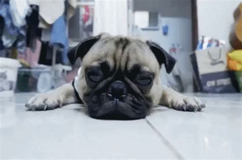 Pugpugpug Tired GIF - Pugpugpug Tired Sleepy - Discover & Share GIFs