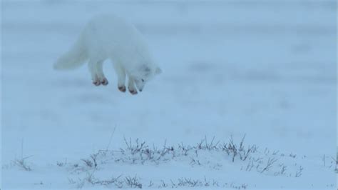 Nature - Arctic Fox Dive Bombs Prey Hidden in the Snow - Twin Cities PBS