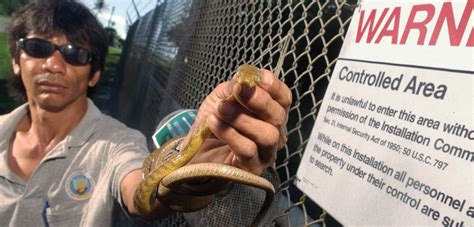 Brown tree snake | Habitat, Control Methods, & Facts | Britannica