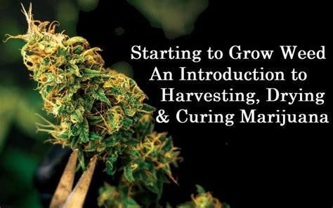 Starting to Grow Weed - Harvesting, Drying, and Curing Your Marijuana