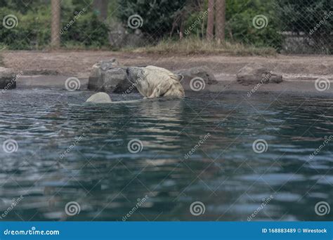 White Polar Bear Swimming in a Lake Surrounded by Greenery in a Zoo ...