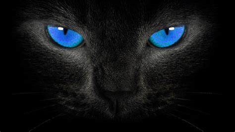 Cat Blue Eyes Wallpapers - Top Free Cat Blue Eyes Backgrounds ...