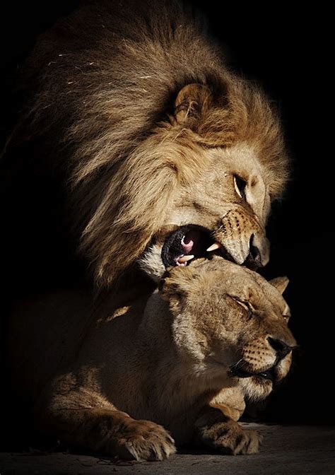 Lion couple | Cute | Pinterest