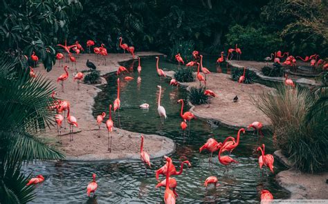 Wallpaper Flamingo - KoLPaPer - Awesome Free HD Wallpapers