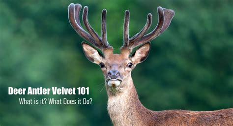 Deer Antler Velvet 101– What is It and What Does It Do? – Antler Farms