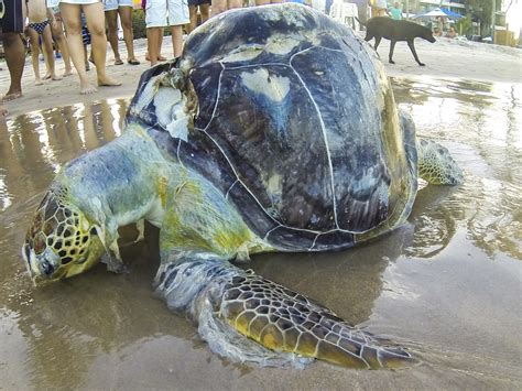 Sea turtles are eating ocean plastic because it smells like food, study ...