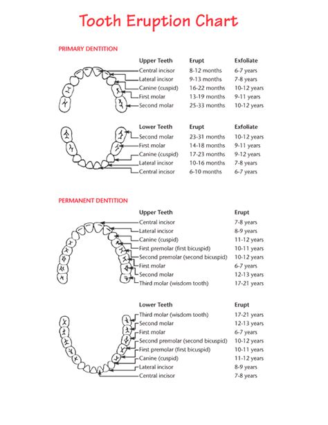 Teeth eruption chart for deciduous and permanent teeth | News | Dentagama