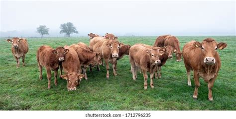 3,371 Limousine Cow Images, Stock Photos & Vectors | Shutterstock