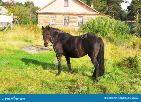 Horse brown suit stock image. Image of suit, grazing - 70148709