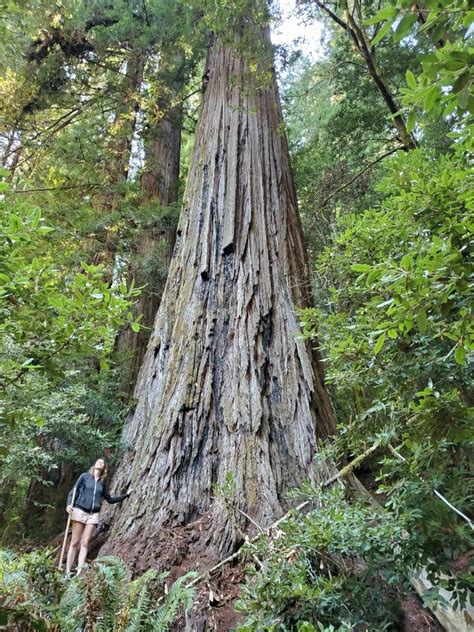 Why you should skip seeing Hyperion, the tallest tree in the world