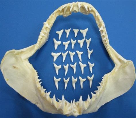 1 inch Modern Day Shortfin Mako Shark Teeth in Bulk Bag of 25 @ .90 each