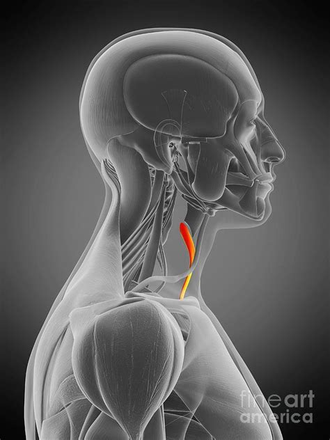 Sternothyroid Muscle Photograph by Sebastian Kaulitzki/science Photo ...