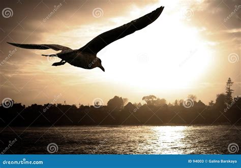 Sea gull at sunset stock image. Image of loneliness, graceful - 94003