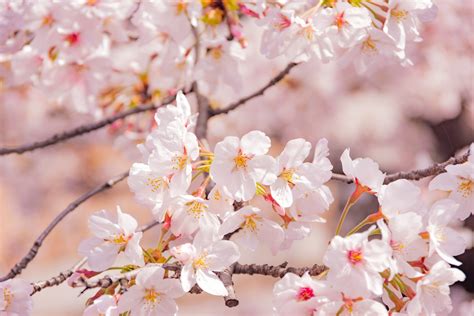 6 Different Types of Sakura Trees in Japan