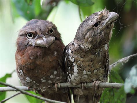 8 Weird Birds From All Over the World