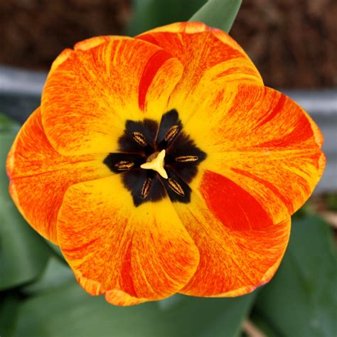 flowers upclose | Orange Flame Tulip Flower Close Up - Free High ...