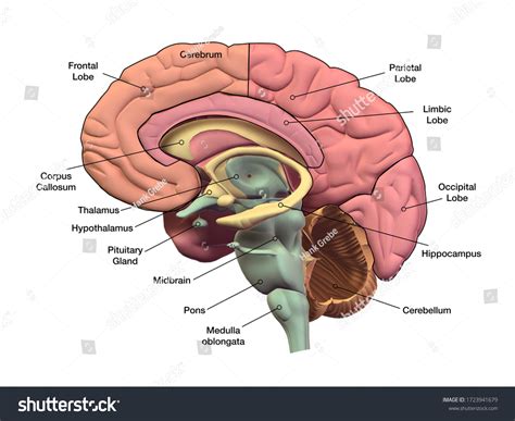 1,687 Brain Diagram Labeled Images, Stock Photos & Vectors | Shutterstock