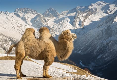 Images Camels mountain Snow Side Animals